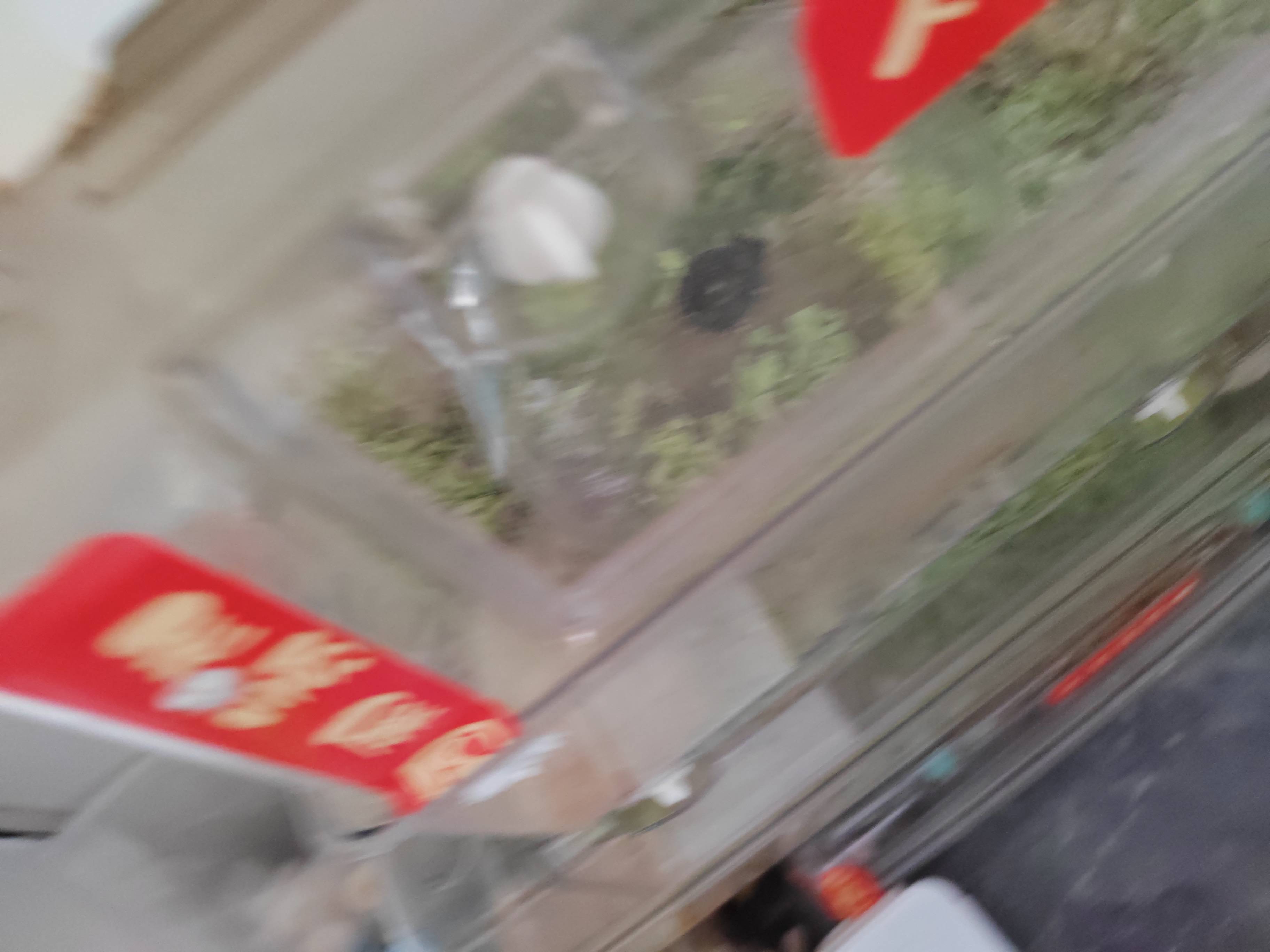 仓鼠